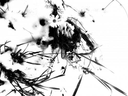 Бердышева А. - 2