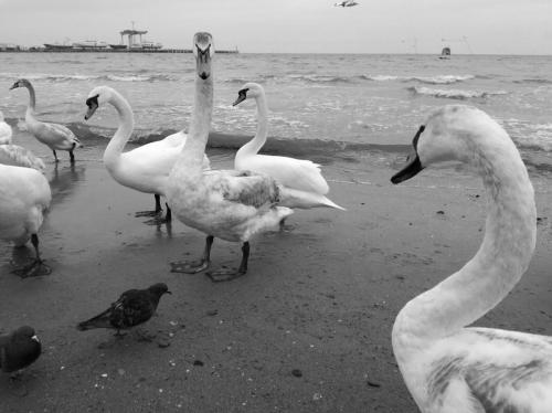 Деренчук Г.