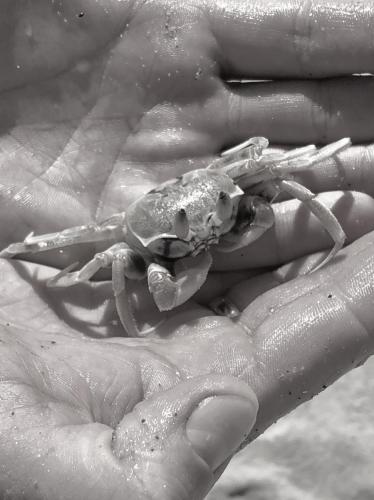 Клос Е. - Мир фауны   -