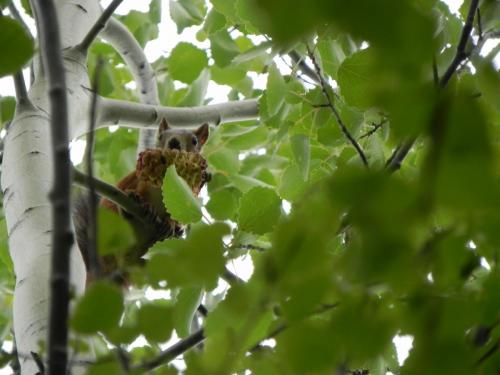 Белка , Тябина К.В. оператор товарный  4р ЦППН ЗМБ