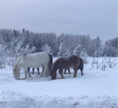 Березовский р-он ХМАО 2017г., Клос Е.В.ведущий инженер ХАЛ ЗМБ