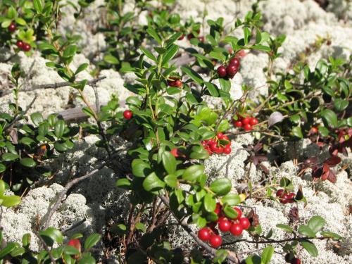 Брусника на ягеле Рябец Д.А., ЗГД  -Главный  геолог