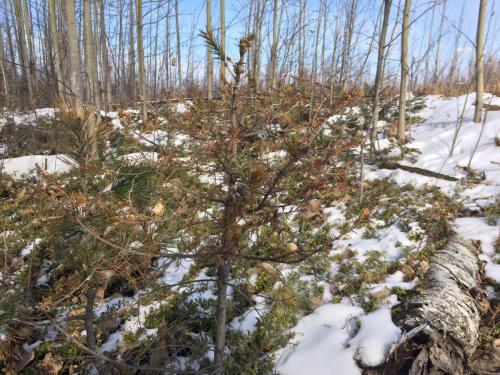 Буржинский А.В. оператор ООУ 3р ЦППН ЗМБ- 7