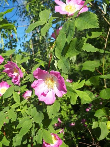 Весна 2017 Ярки протока - шиповник цветет, Морозов П.Н. нач-к ТО