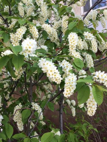 Весна 2017 цветет черемуха Пойковский, Морозов П.Н. нач-к ТО